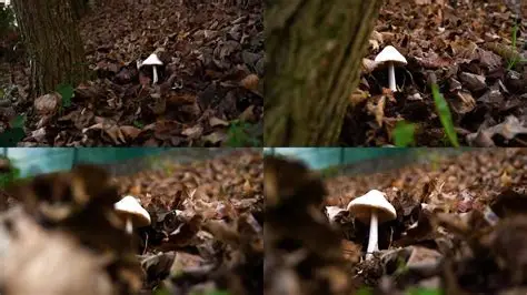 蘑菇视频官网 - 自然风光短视频